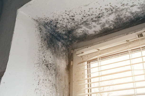 Affordable Commercial Mold Remediation solutions in Mahaffey, PA