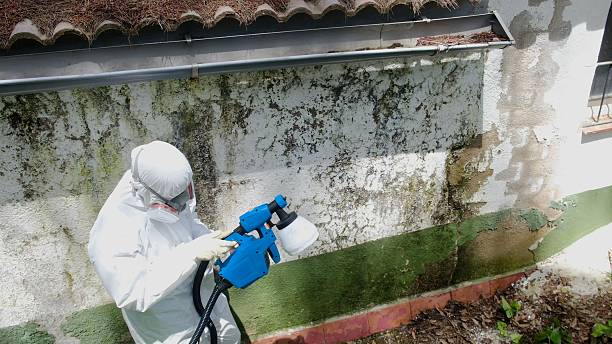 Top rated local Commercial Mold Remediation specialists in Mahaffey, PA